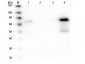 Anti-Chicken IgM (mu chain)  (Alkaline Phosphatase Conjugated) Secondary Antibody